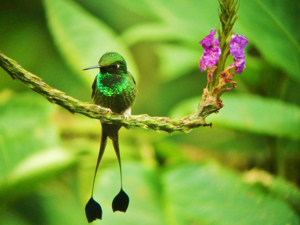 Mindo Garden Lodge And Wildlife Reserve 외부 사진