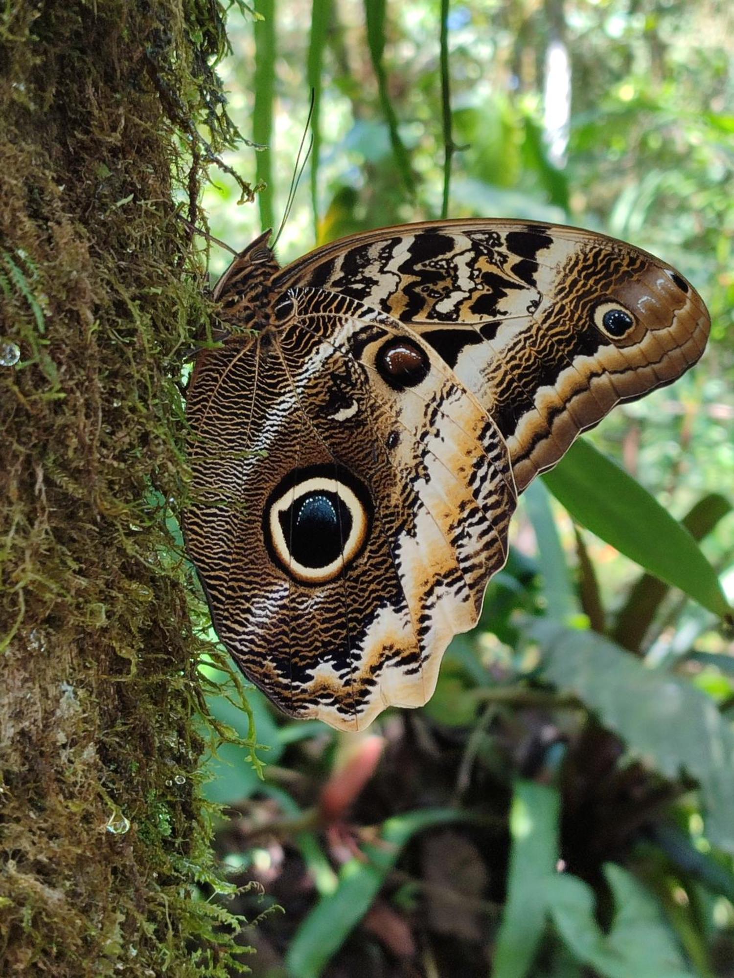 Mindo Garden Lodge And Wildlife Reserve 외부 사진