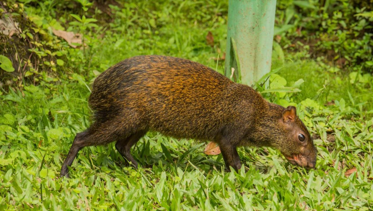 Mindo Garden Lodge And Wildlife Reserve 외부 사진